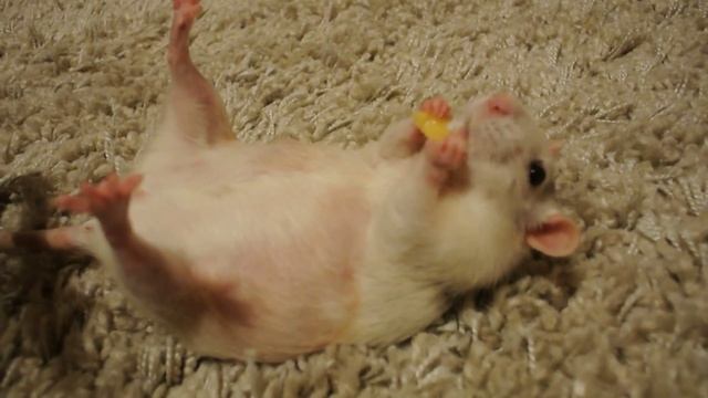 Крыса смешно кушает сыр (Rat eating cheese) смотреть онлайн