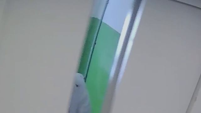 Свинья в подъезде смотреть онлайн