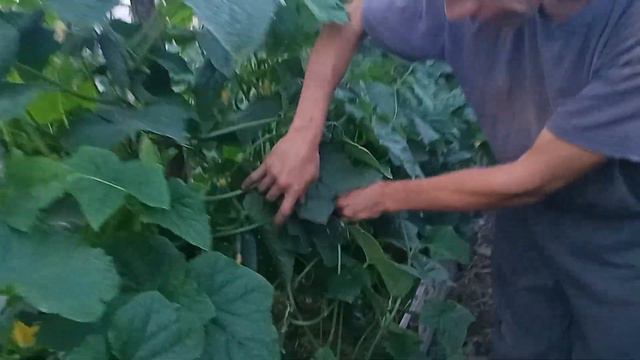 Лучшие огурцы в саду Чекалено! смотреть онлайн