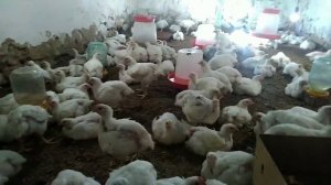 Тестируем коптильню Москит. холодное и горячее копчение , без опыта . Купил Москит за свои деньги!