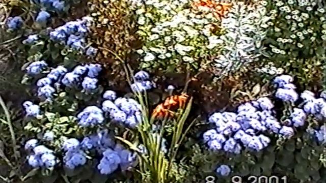 Оцифровка кассет VHS-C в Новосибирске. Пример видео. смотреть онлайн
