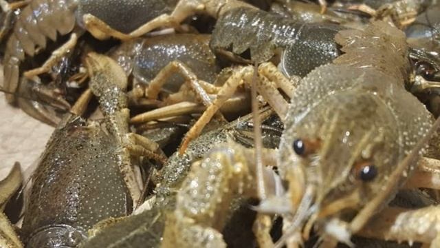 Как хранить живых раков смотреть онлайн