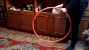 Дрессировка пуделя