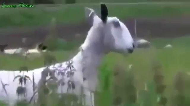 Смешное видео Приколы с козлами смотреть онлайн