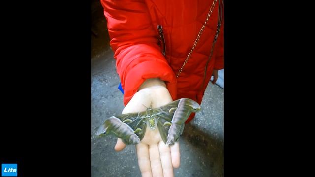 Неожиданно , Ulefone S7 бюджетник за 40$ - SUPER ! смотреть онлайн