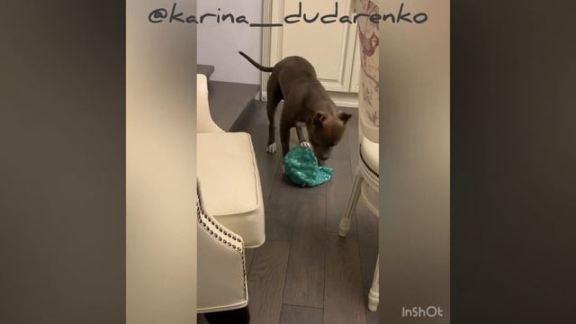 Стафф. В преддверии Нового года. #стафф #амстафф #americanstaffordshireterrier #стаффорд смотреть онлайн