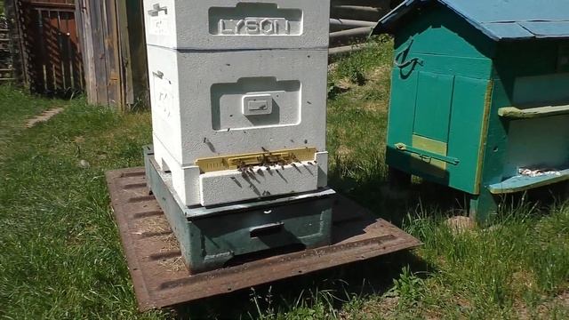 Это очень хороший помощник на пасеке. смотреть онлайн