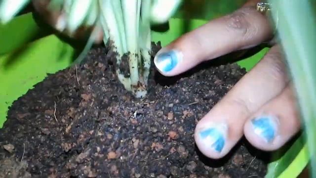 Care and Difference in Chlorophytum (Comosum and Laxum) Bichetii Grass. смотреть онлайн