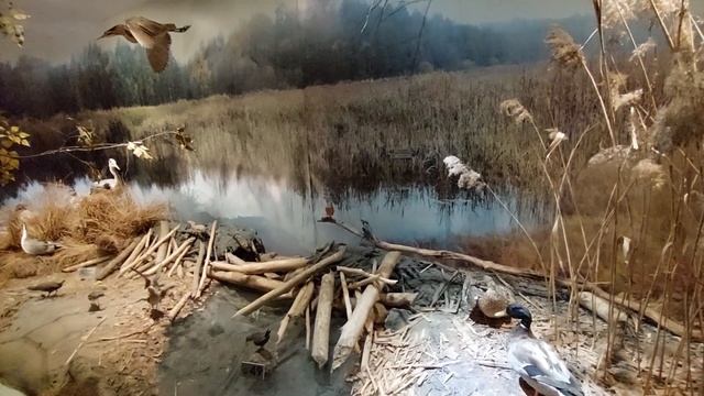 Музей природы в Беловежской пущи - Корпорация зелёная планета смотреть онлайн