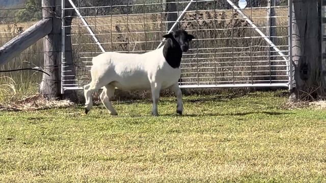 Lot 105 Charleville Sale 2023 смотреть онлайн