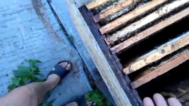 Воскотопка даром. смотреть онлайн