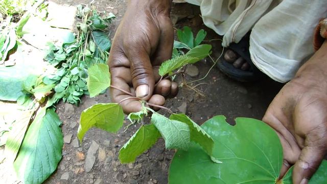 Tertiary Ingredients of Ceratopteris thalictroides Formuls: Pankaj Oudhia's Medicinal Plant Databas смотреть онлайн