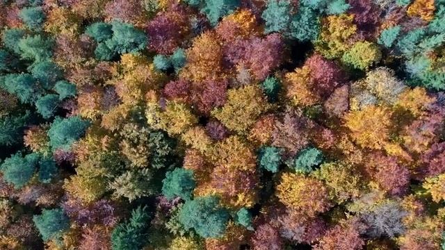 287. МУЗЫКА И ВОЛШЕБНЫЙ ЛЕС | НАНДИ И БАСМАКИ | relax смотреть онлайн