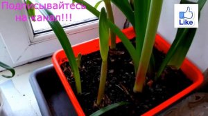 Гиппеаструм! Цветение и Размножение!!!