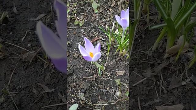 Крокусы цветут #дача #сад #цветы #крокус #крокусы #flower #flowers #garden #gardening смотреть онлайн