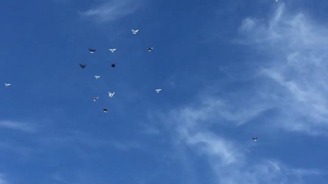 🕊 Николаевские голуби 2018 Украина. Подкидываю голубей после жаркого лета. смотреть онлайн