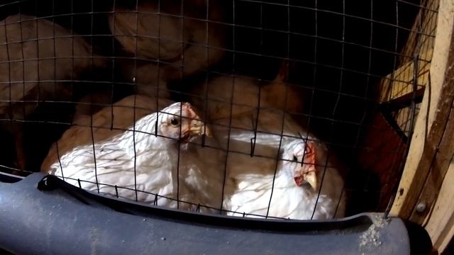 Свежие деревенские новости: индюки, бройлеры, перепела, стройка и жизнь в деревне смотреть онлайн