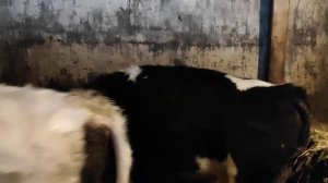 ЕСЛИ У БЫКОВ ПРОПАЛ АППЕТИТ. ОТКОРМ БЫКОВ