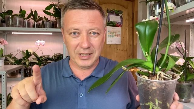 ОРХИДЕИ по 500 руб откачка орхидей от ЖАРЫ под 40 и орхидея Вероника смотреть онлайн