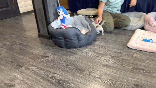 Лиловые, Голубые щенки ЧИХУАХУА 3 месяца. Puppy chivava смотреть онлайн