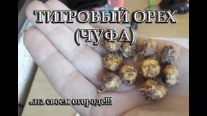 Тигровый орех (ЧУФА) пробное выращивание в средней полосе РФ
