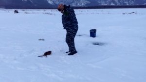 Ондатра нападает на рыбаков! смотреть всем!