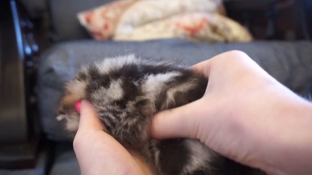 Как помочь при родах: котята смотреть онлайн