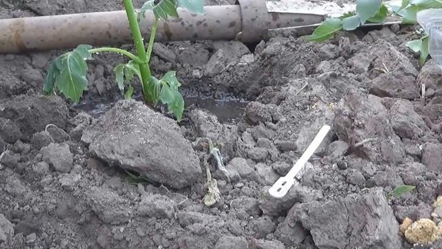 Высадка георгинов в открытый грунт смотреть онлайн