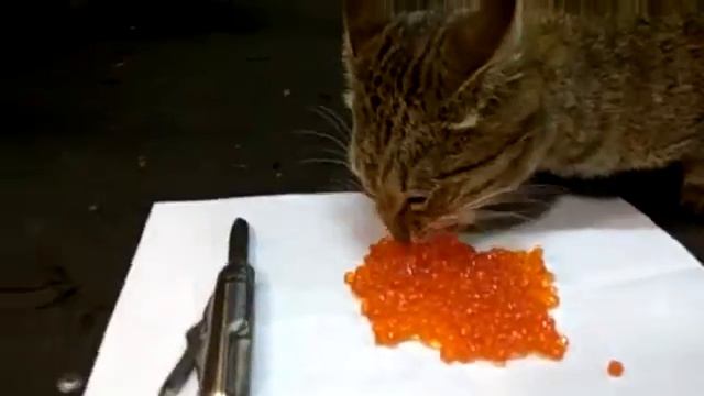 Кошки тоже любят красную икру смотреть онлайн