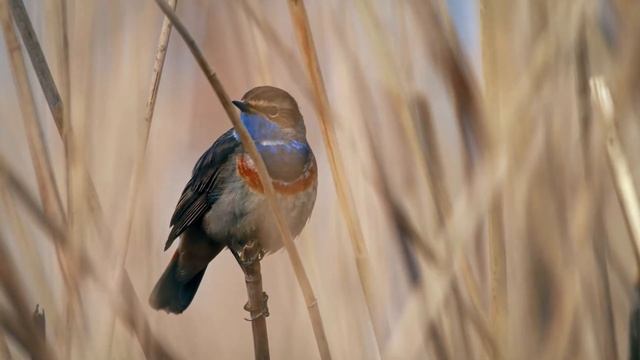 Восстановление нервной системы ? Мягкая музыка успокаивает нервную систему и освежает душу смотреть онлайн