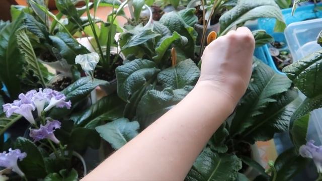 Будни цеточницы/ Посылки, пересадки, обзор растений смотреть онлайн