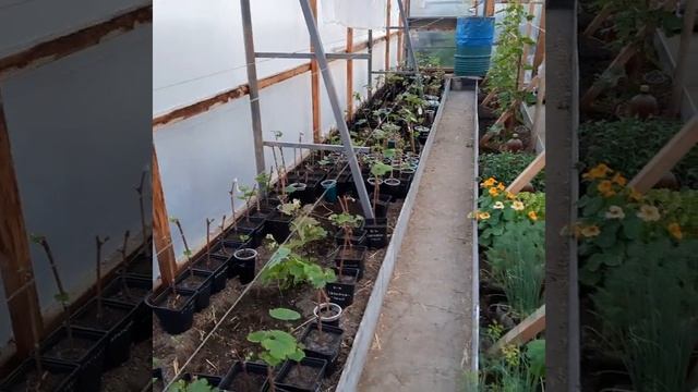 Виноград в Приморском крае ! Состояние ? на 21.05.22г смотреть онлайн