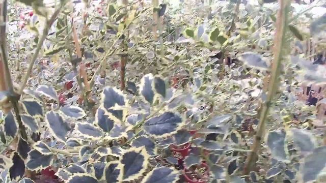 Big Plant Nursery - Ilex aquifolium 'Argentea Marginata' смотреть онлайн