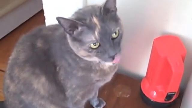 Pat Murphy Vs Chaos -- Talking Cats Explain Entropy смотреть онлайн