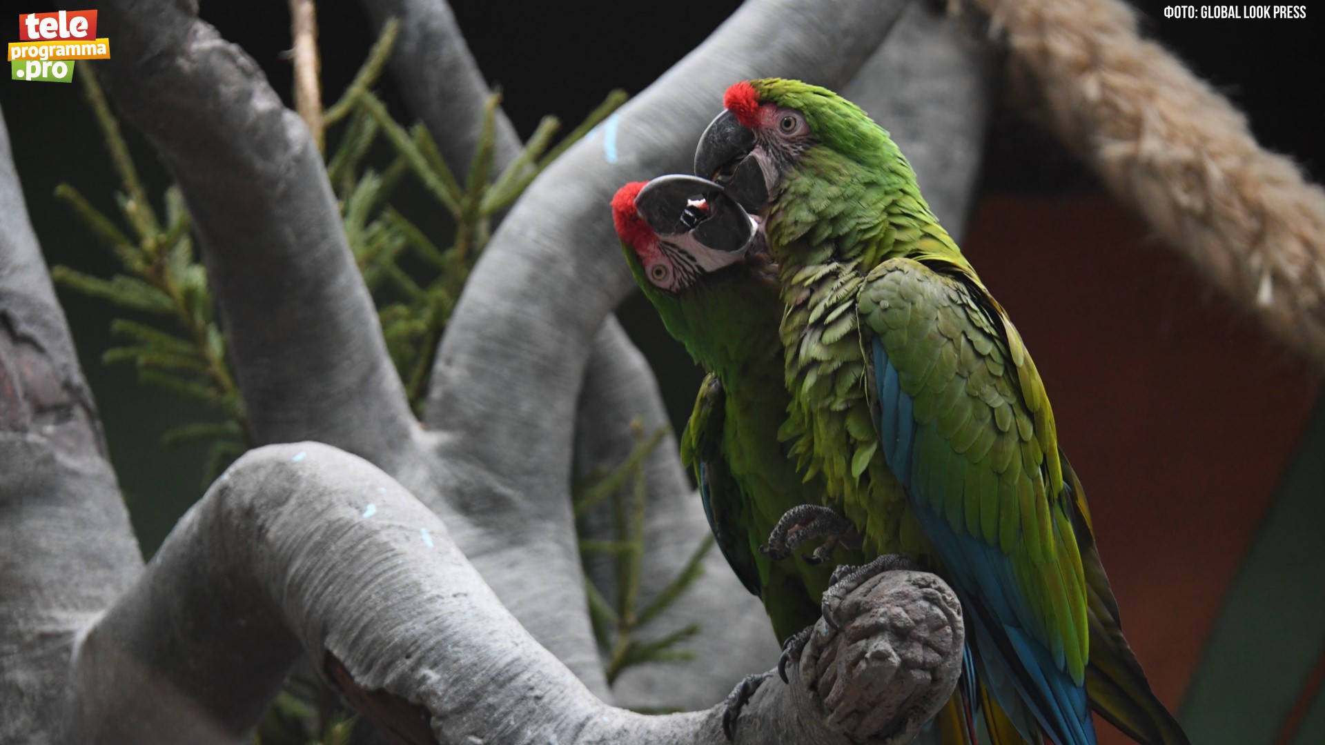 Попугай - очень умная птица смотреть онлайн