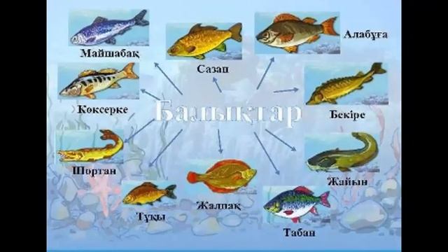 Балық түрлері Б С Кунтуарова смотреть онлайн