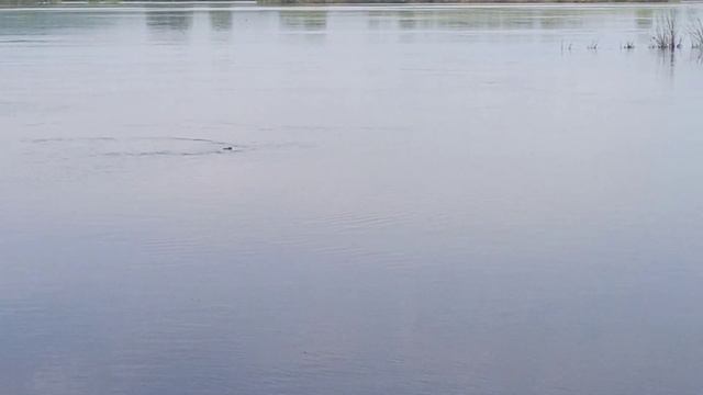 Первый выезд на сома. смотреть онлайн