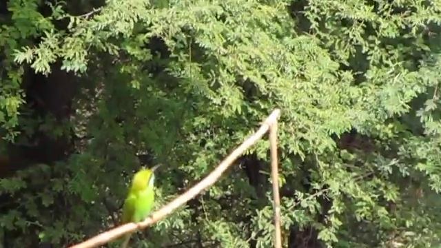 Learning to shoot- Canon Powershot sx10 IS смотреть онлайн