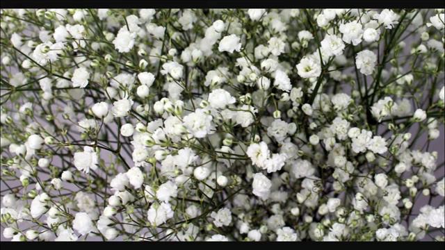 Baby's Breath смотреть онлайн