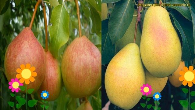Груша обыкновенная, лекарственная. Краткий обзор, описание Pyrus осенняя яковлева - чижовская