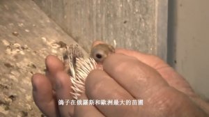 Голуби России. Немецкие крестовые бесхохлые, голубые, желтые, красные