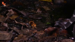 ОЦЕЛОТ против КРАБА / Койот Питерсон на русском