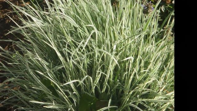 Жизнь прекрасна - Автор Виктория Павловская живые гитары Арменак Харагезан поёт Даниил Мишин смотреть онлайн