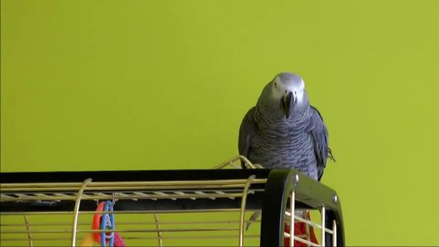 ЖАКО / ГОВОРЯЩИЙ ПОПУГАЙ ГОВОРИТ БЕЗ УМОЛКУ И НАСВИСТЫВАЕТ ПЕСЕНКИ смотреть онлайн