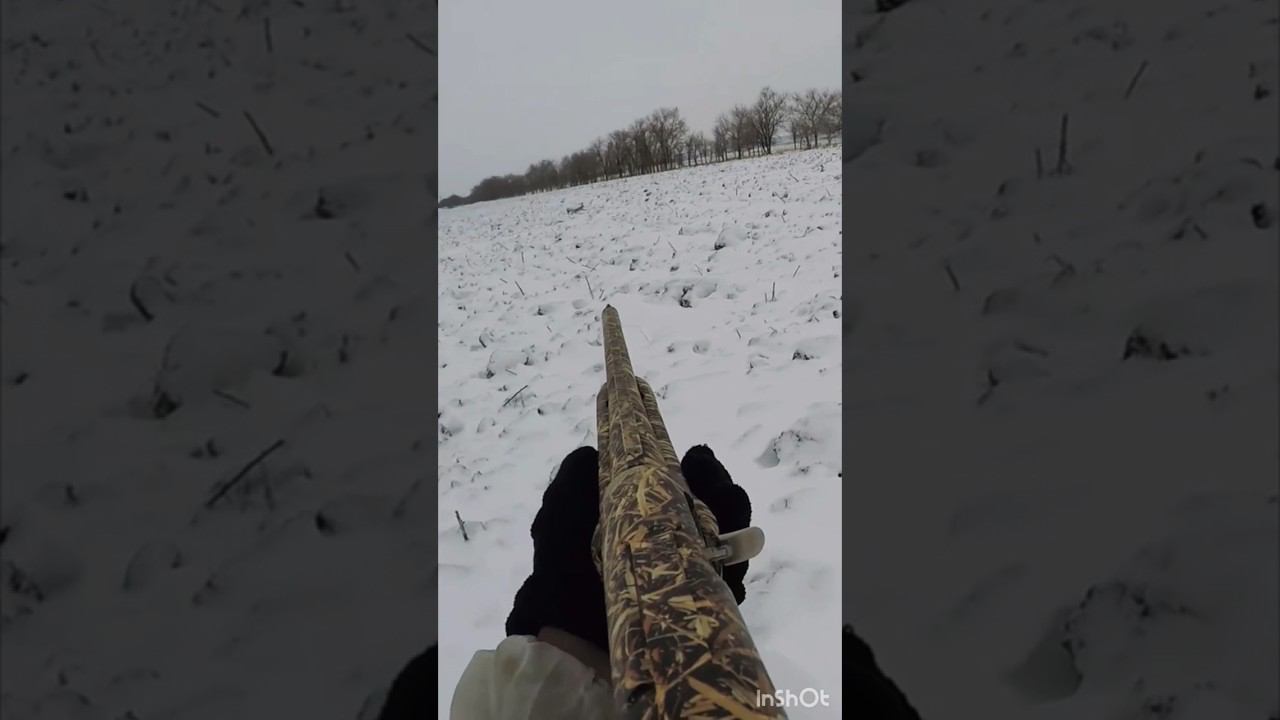 Охота на зайцев #shortvideo #охота #охотаназайца #шортс #shorts #охотавидео #maxhunter смотреть онлайн