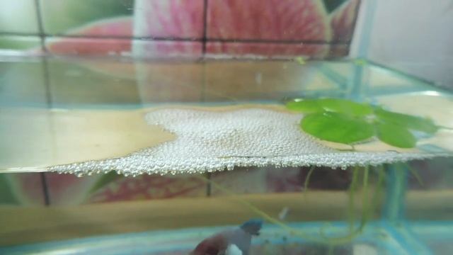 САМКА РЫБКИ ПЕТУШКА СТРОИТ ГНЕЗДО ! #рыбкапетушокхалфмун#( ПИТОМНИК "МАРИ МИСТИК" ) смотреть онлайн