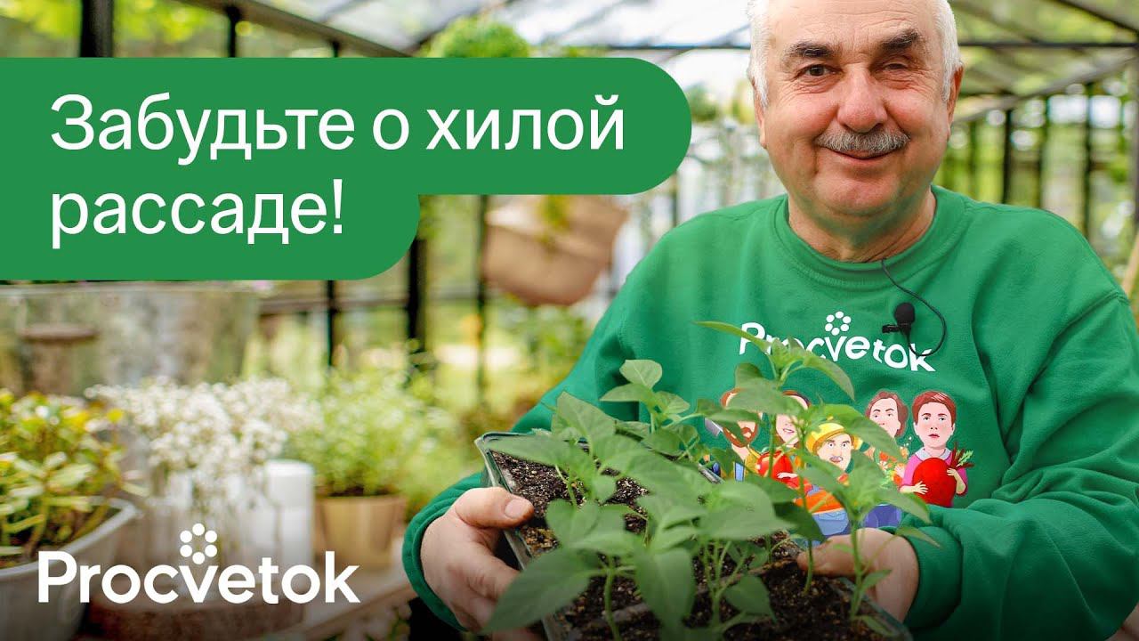 ДЛЯ РОСТА КОРНЕЙ И ОТ ВЫТЯГИВАНИЯ РАССАДЫ! 2 обязательные подкормки рассады до высадки в грунт