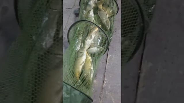 г Ставрополь база клёвое место тел 89887084040 смотреть онлайн