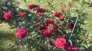 Обзор розы Штертебекер (Чайно гибридная) - Störtebeker (Tantau Германия, 2016)