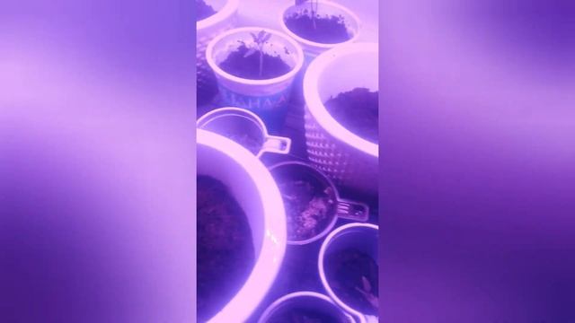 семена Аэлита микрозелень зелёный горошек гороховые усики горох выращиваем дома огород в квартире смотреть онлайн